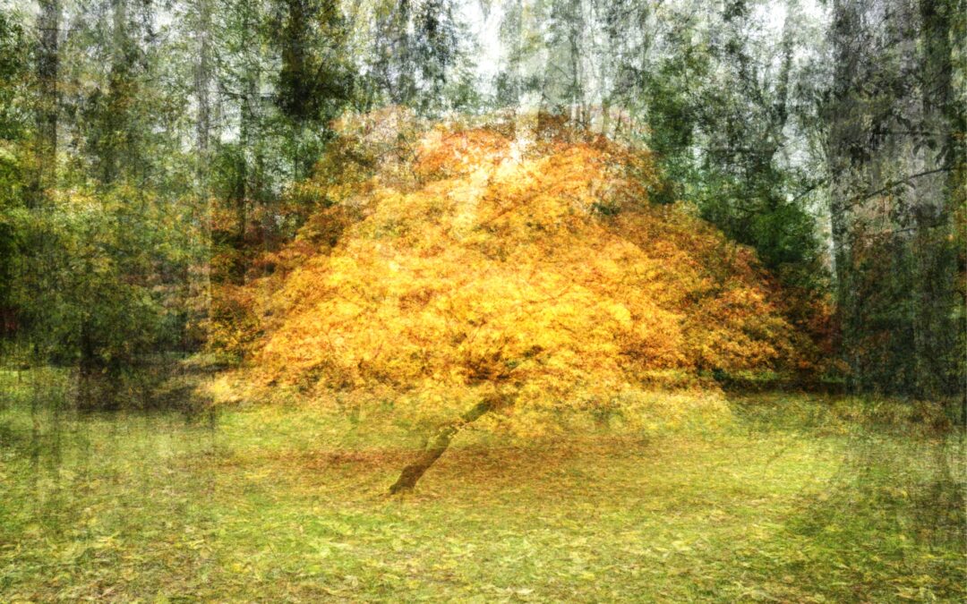 Divi Contact Form Helper